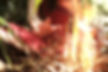 DSCF8374.jpg