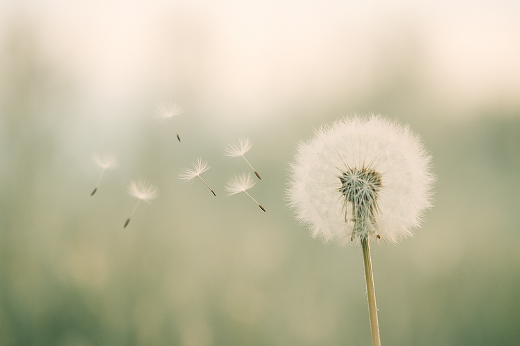 dandelion 2.png