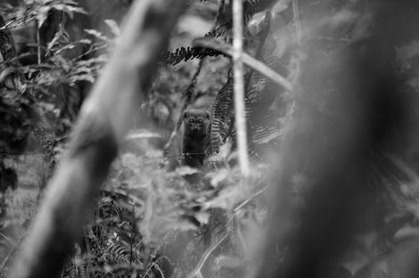 Black-and-white image of an Eastern lesser bamboo lemur partially hidden behind branches, its two bright eyes reflecting light through the forest canopy.
