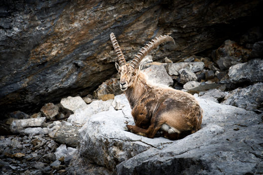 An alpine ibex perched on a large rock against a rocky mountain background, appearing majestic and king-like, showcasing its large curved horns.