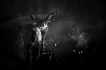 A black and white picture of a mule deer in Olympic peninsula, with fog evaporating from the forest ground.
