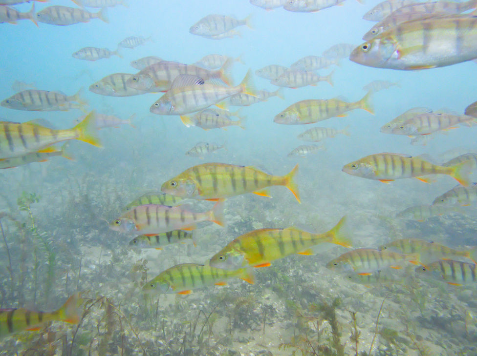 A school of perchs in Lake Geneva.