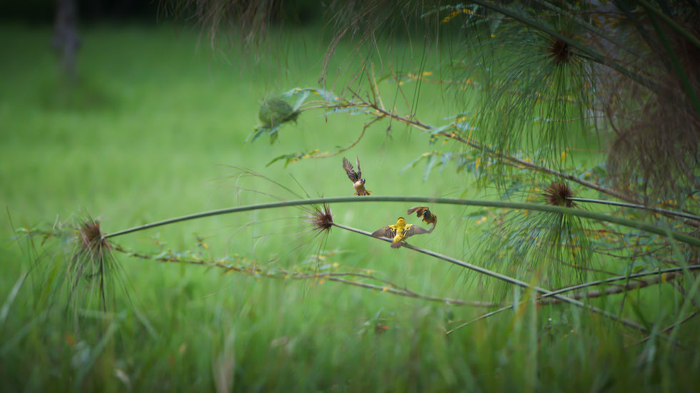 Two black-headed weavers fighting mid-air among green branches, with one female actively participating in the clash.