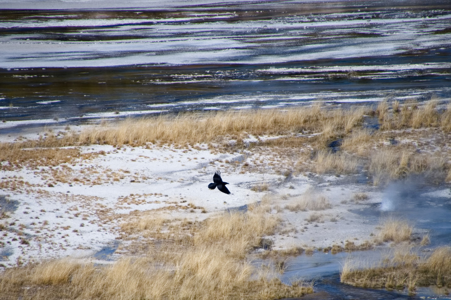 A black crow flying over the colorful geothermal pools and steam of Norris Geyser Basins in Yellowstone National Park.