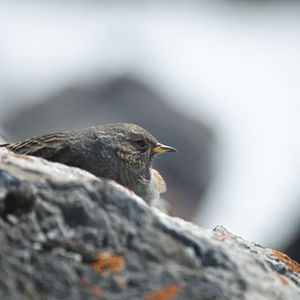 Alpine accentor perched on grey alpine rocks, its muted colors blending perfectly with the surrounding stones.