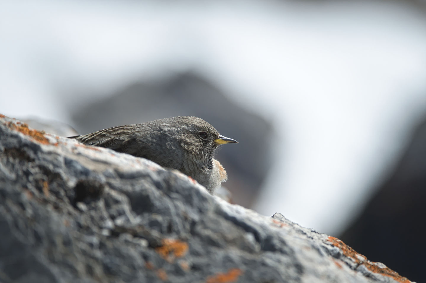 Alpine accentor perched on grey alpine rocks, its muted colors blending perfectly with the surrounding stones.