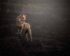 Kevin [Pomeranian] [2025] [Steps].jpg