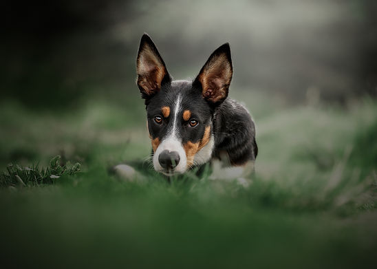 Sonny _ Top Dog Winner.jpg