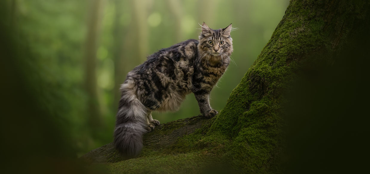 Moss - Cat - August 29 2026 - Sneak Peek.jpg