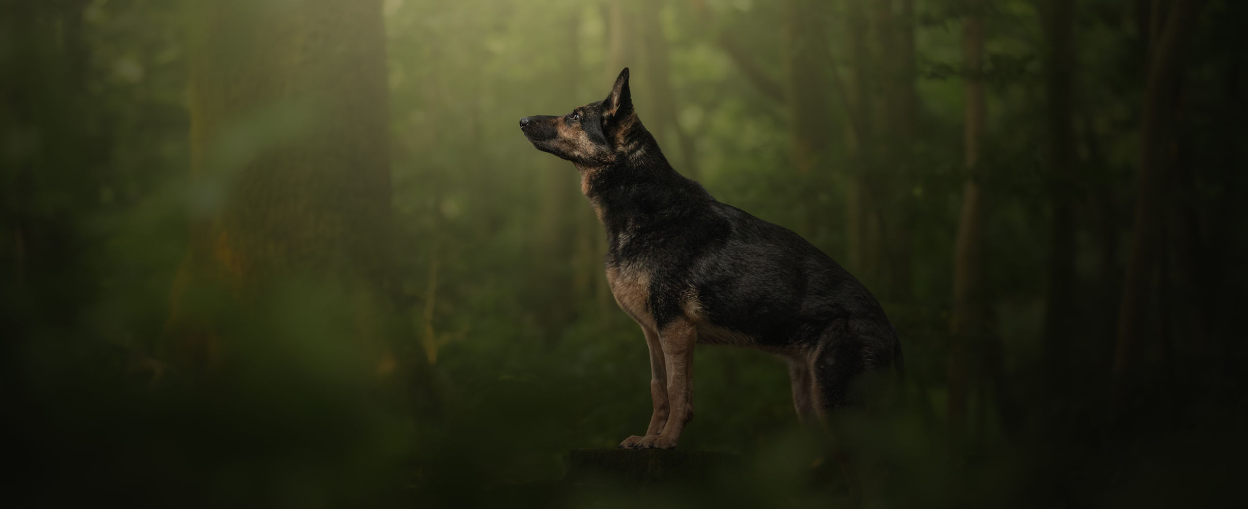 Luna [GSD X] [2025] [LR Digital 4].jpg