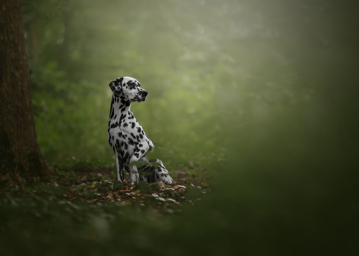 Blu - Dalmatian - Ambassadog - Sneak Peek.jpg