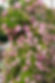 Rose Garden-2.jpg