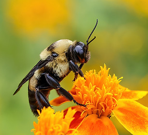 Pollinator Palooza