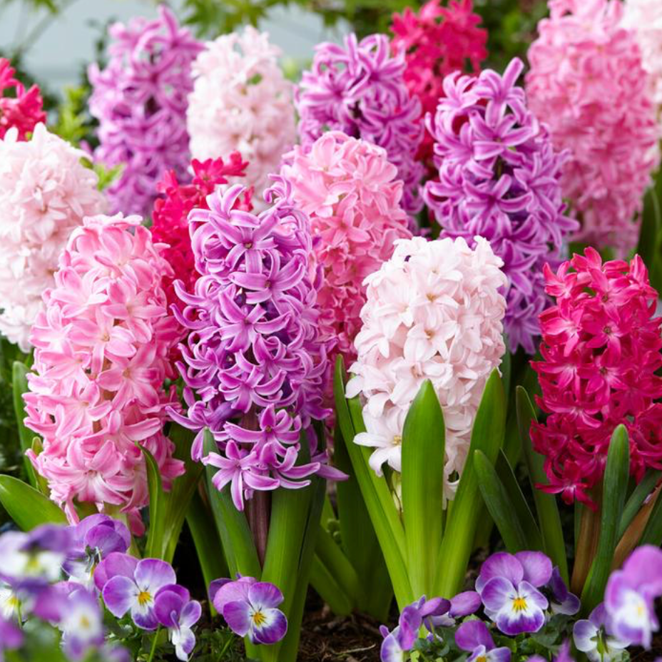 'Mixture The Pinks' - Hyacinthus Orientalis