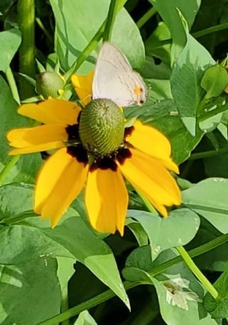 Brown Eyed Susan.JPG