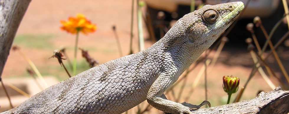 Lagarto