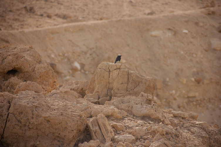 מאירות שבי לישראל נשים מטיילות יחד בהר הנגב
