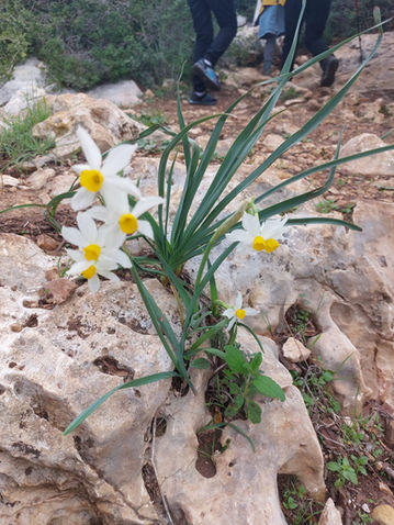 נרקיסים 