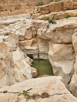 מטיילות חוצות גבים בנחל צאלים