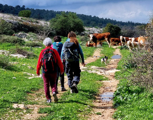 נשים מטיילות ליד פרות בעמק איילון