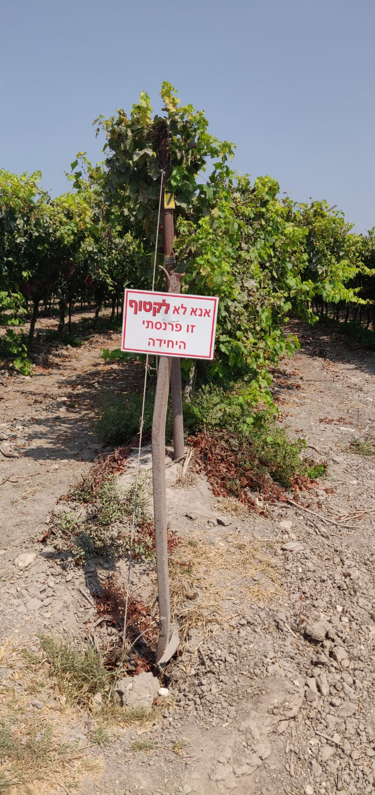 מאירות שביל ישראל בנחל תנינים