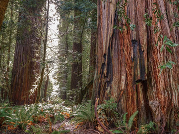 Who are our ancestors???