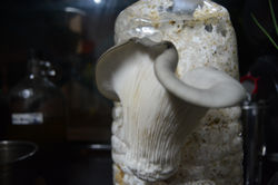 Hongo Seta dia no. 5