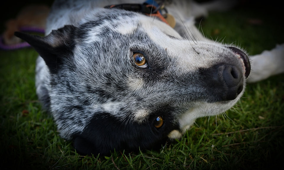 DSC_0954
