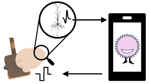 Neural tissue - organoids, 3D printed constructs, organotypic slices, aggregates, spheroids, dissociated neurons- can be grown chronically on multi-electrode arrays (and optical and other counterparts) and linked reciprocally to various virtual and robotic embodiments. This has been done for decades and the emergence of mobile gaming allows for an unprecedented new form of citizen science to leverage that neural tissue both to inform the design of iBCI, form biocomputers in their own right, and literally merge with iBCI to restore computational function. © 2025, Mijail D. Serruya