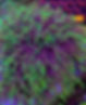 picture of torch coral