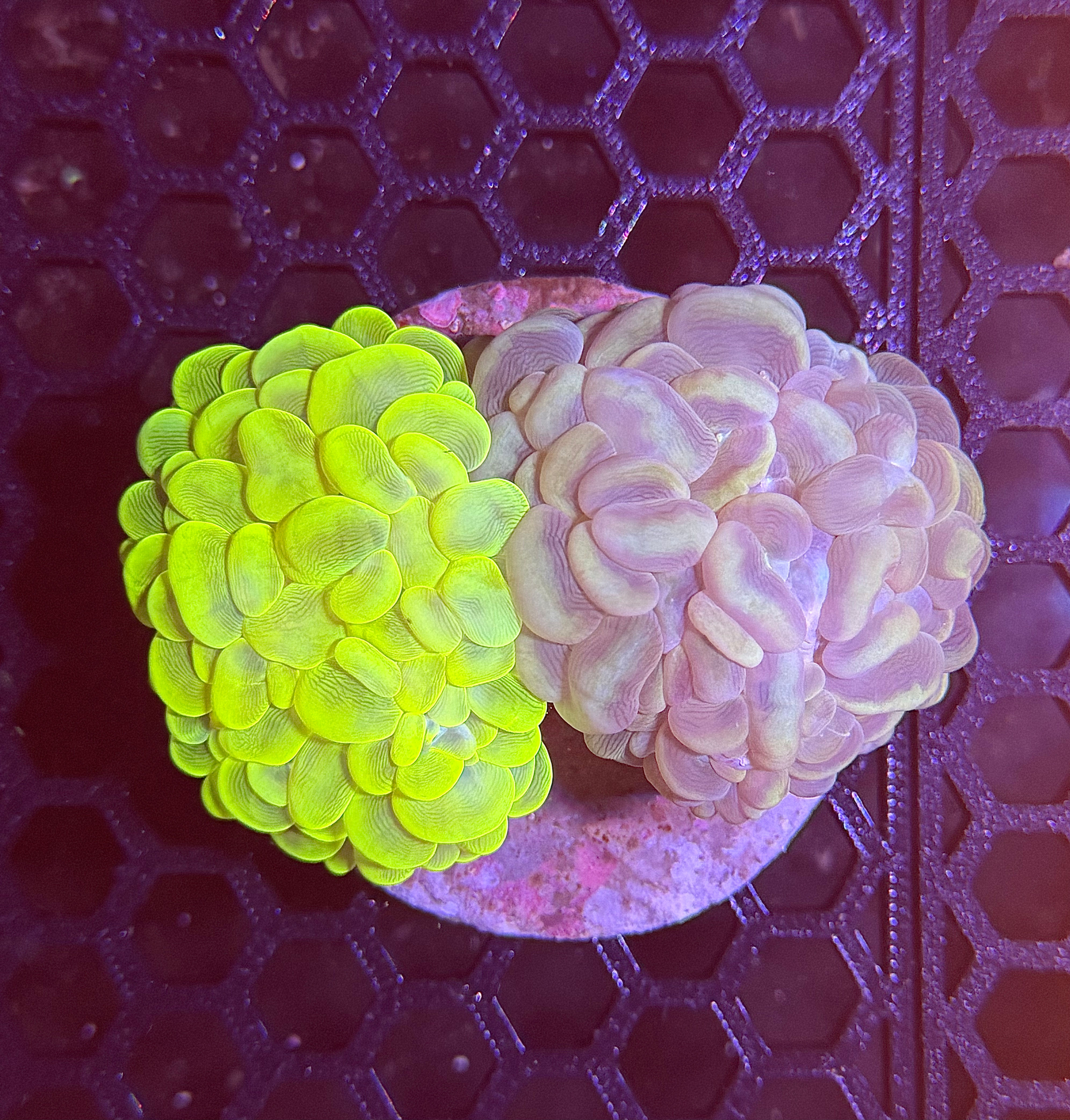 Double Bubble Coral 