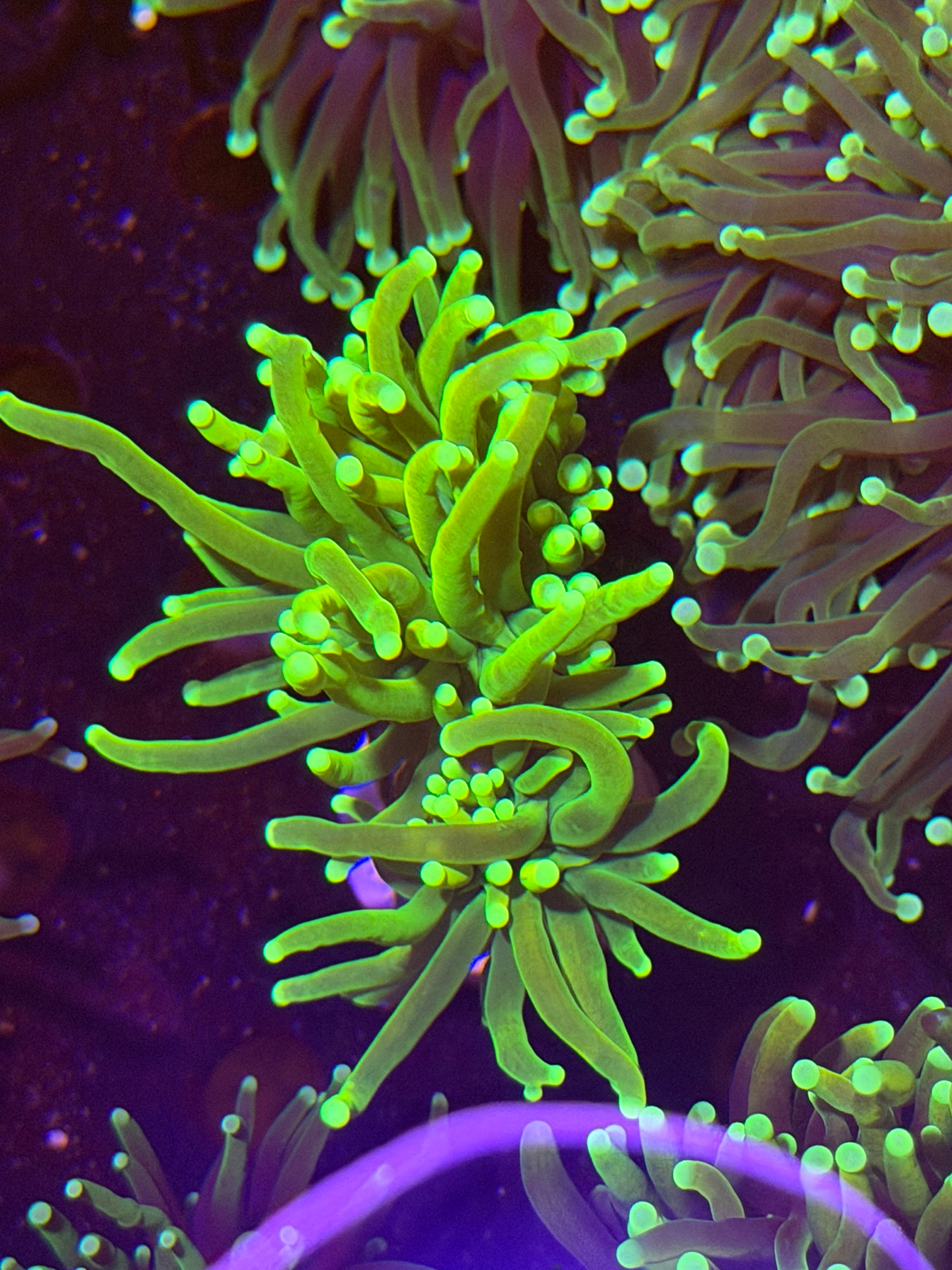 Banana God Torch Single