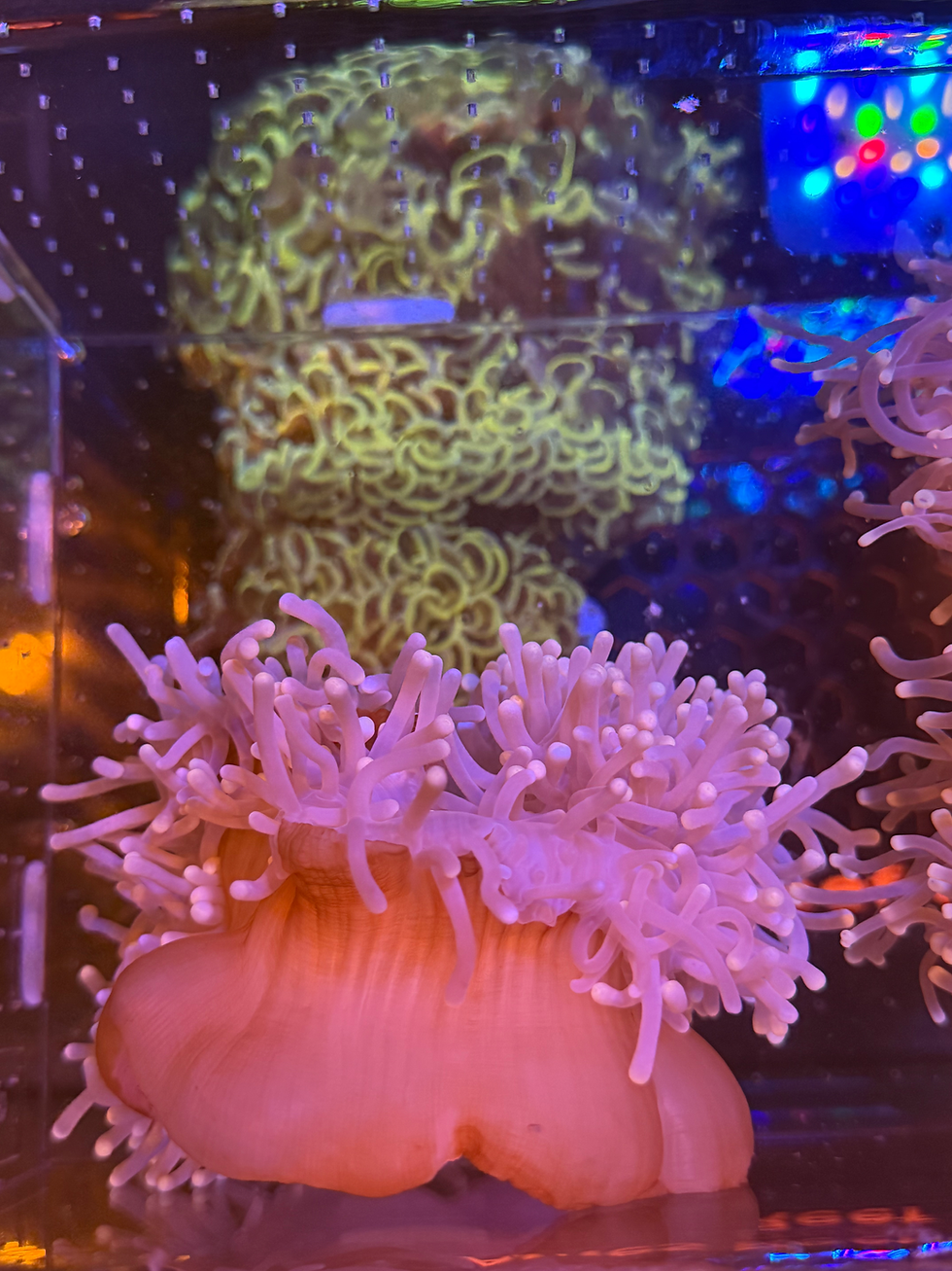 Thumbnail: Heteractis Purple & Orange Foot, Yellow Tip Anemone XXL