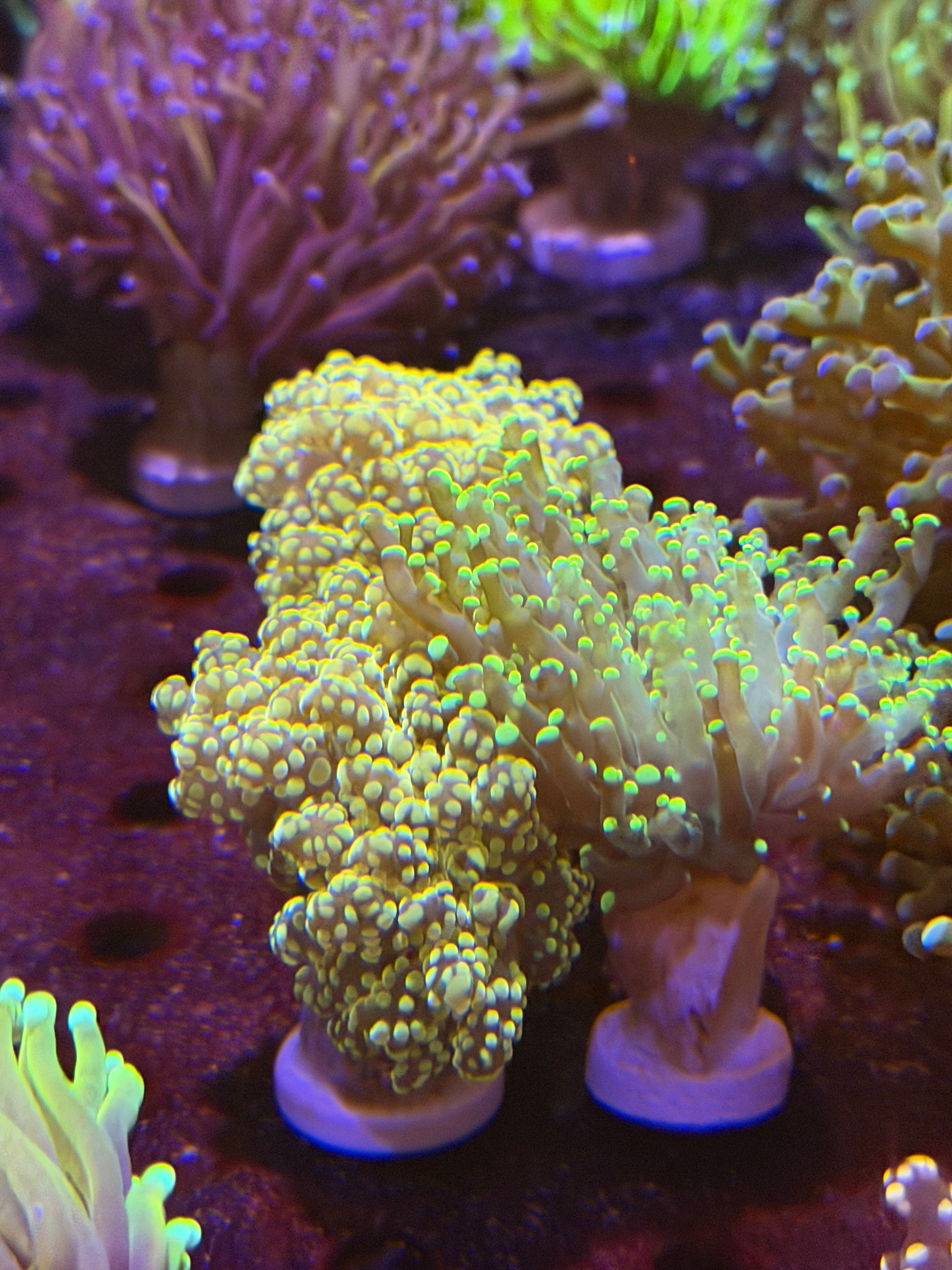 Rose Gold Octo Double Head WYSIWYG