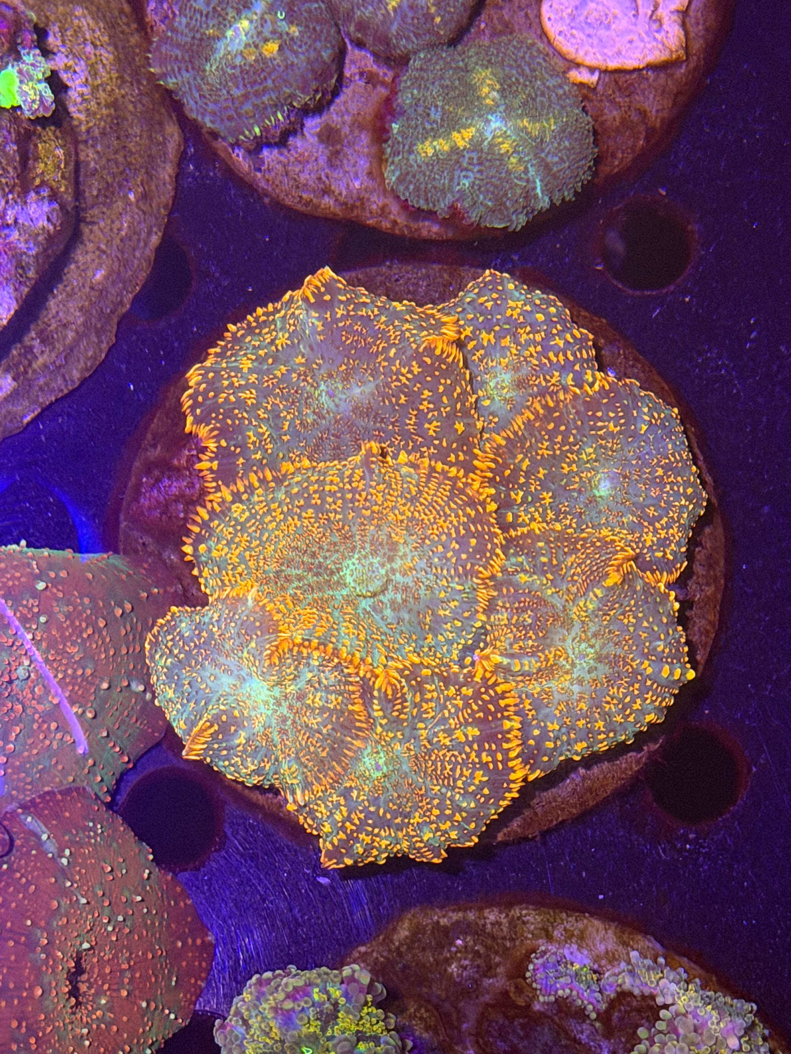 Rhodactis & Discosoma frag 