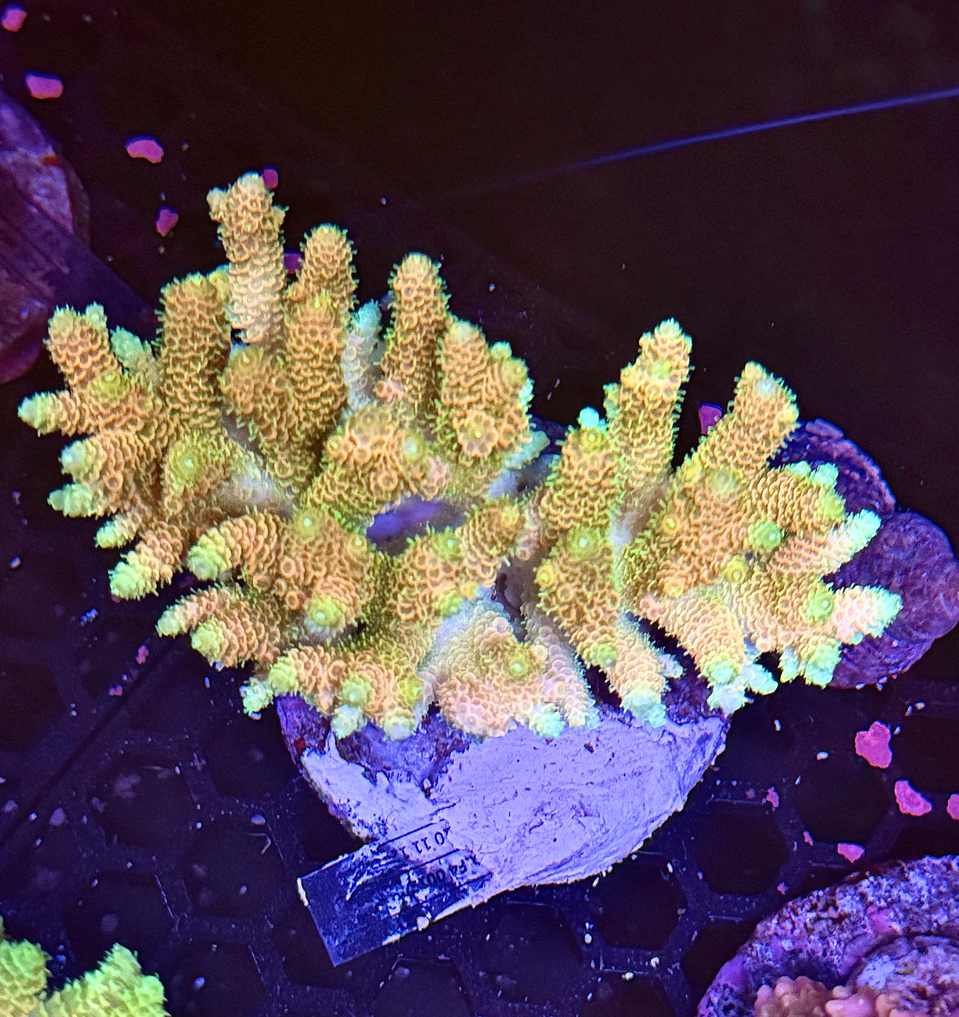 Acropora Millepora colony 