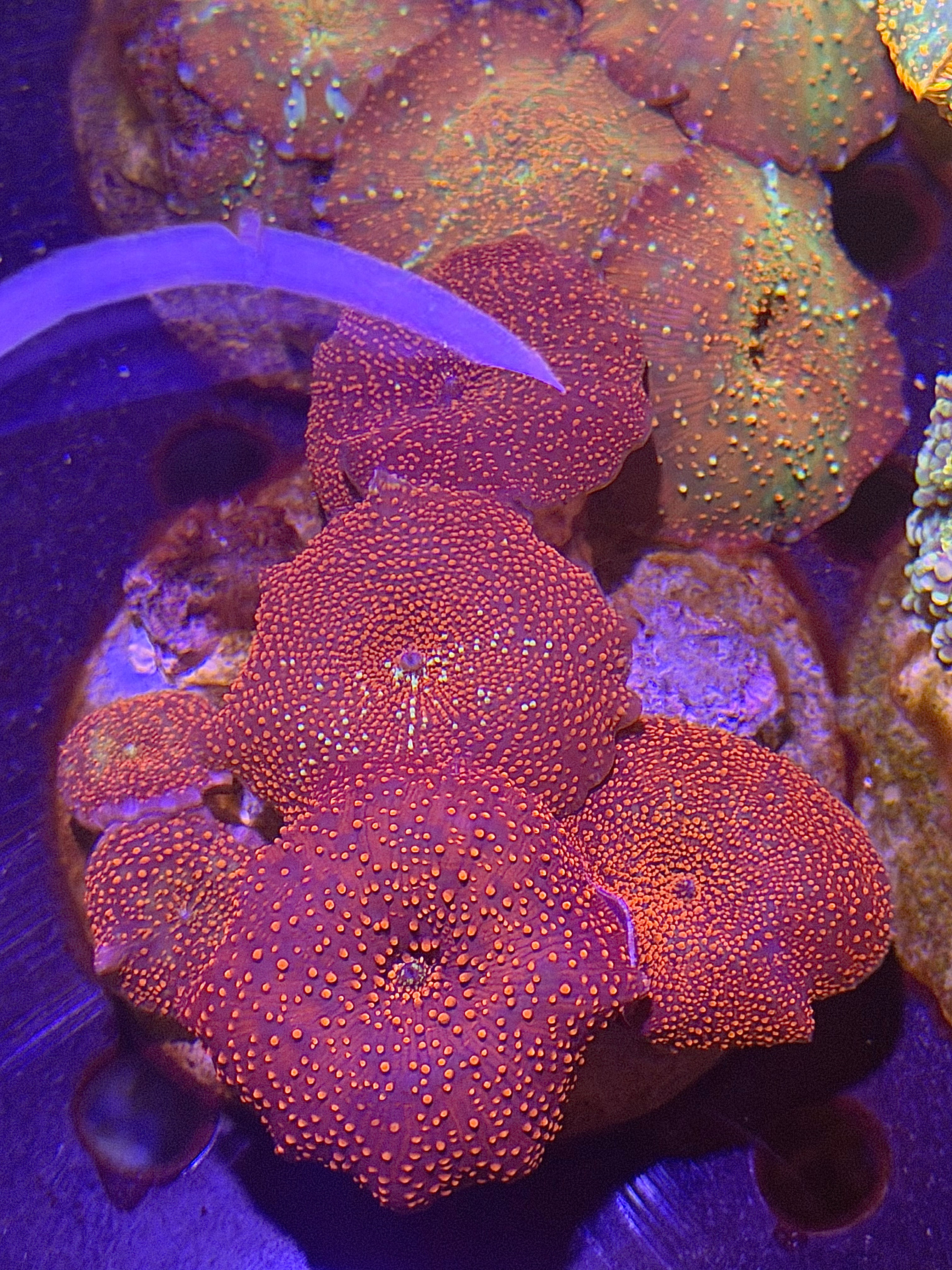 Rhodactis & Discosoma frag 