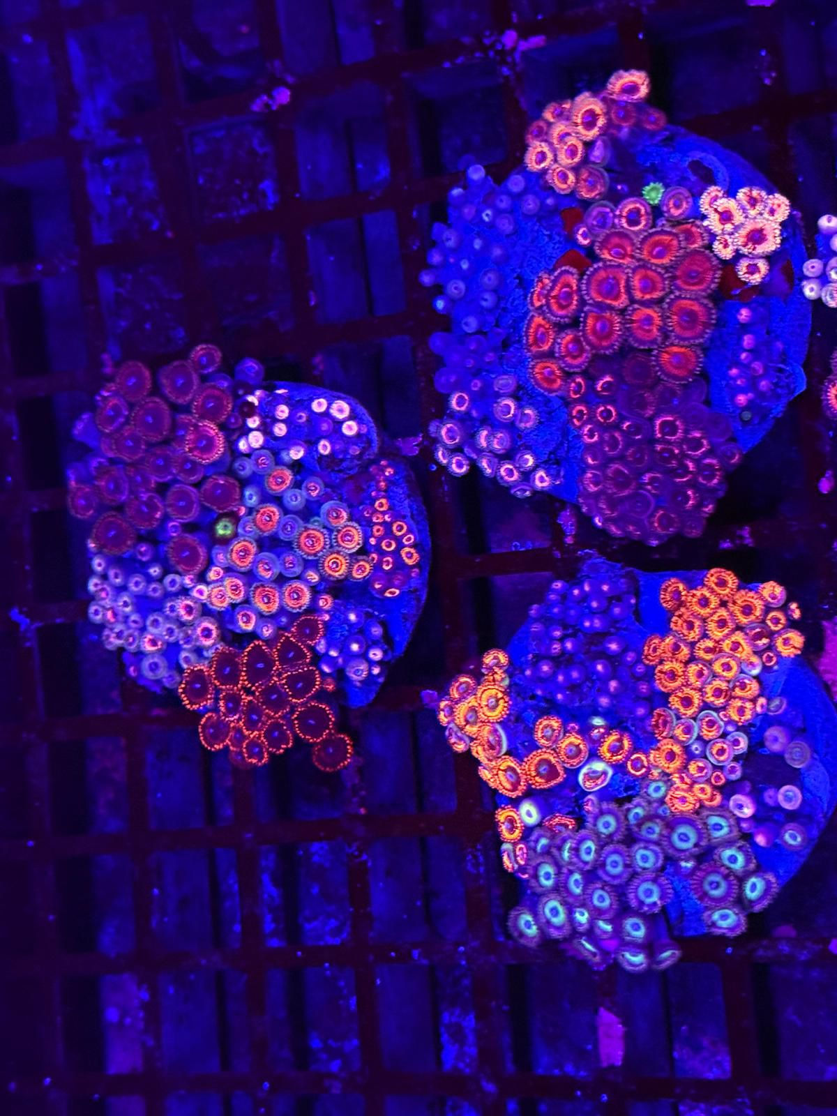 Premium Zoa Garden (approx 10cm) WYSIWYG