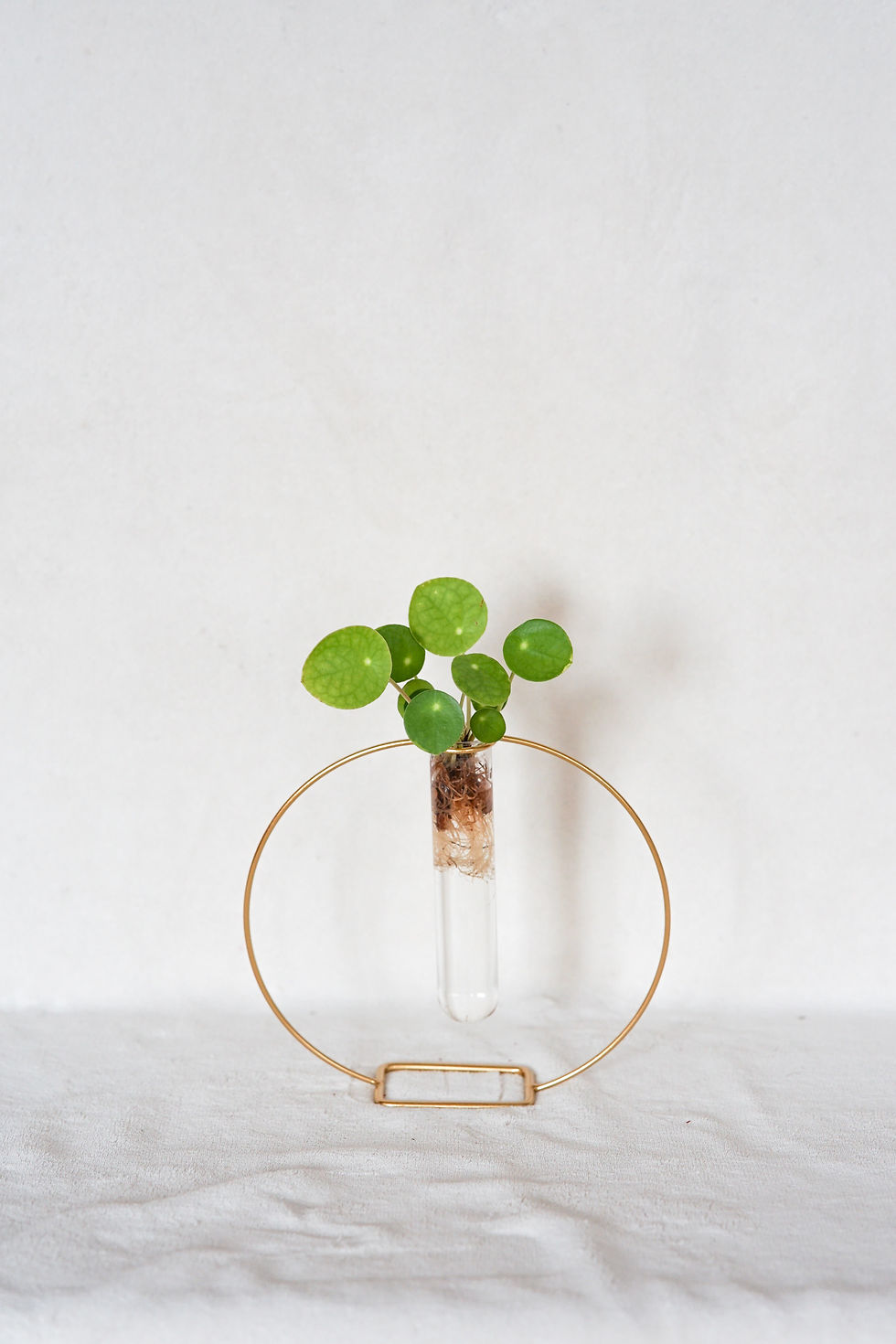 Miniaturbild: Goldener Ring inkl. Reagenzglas 'SIENA'