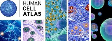 Human Cell Atlas - Single Cells