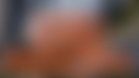 #5 November vs. Juli