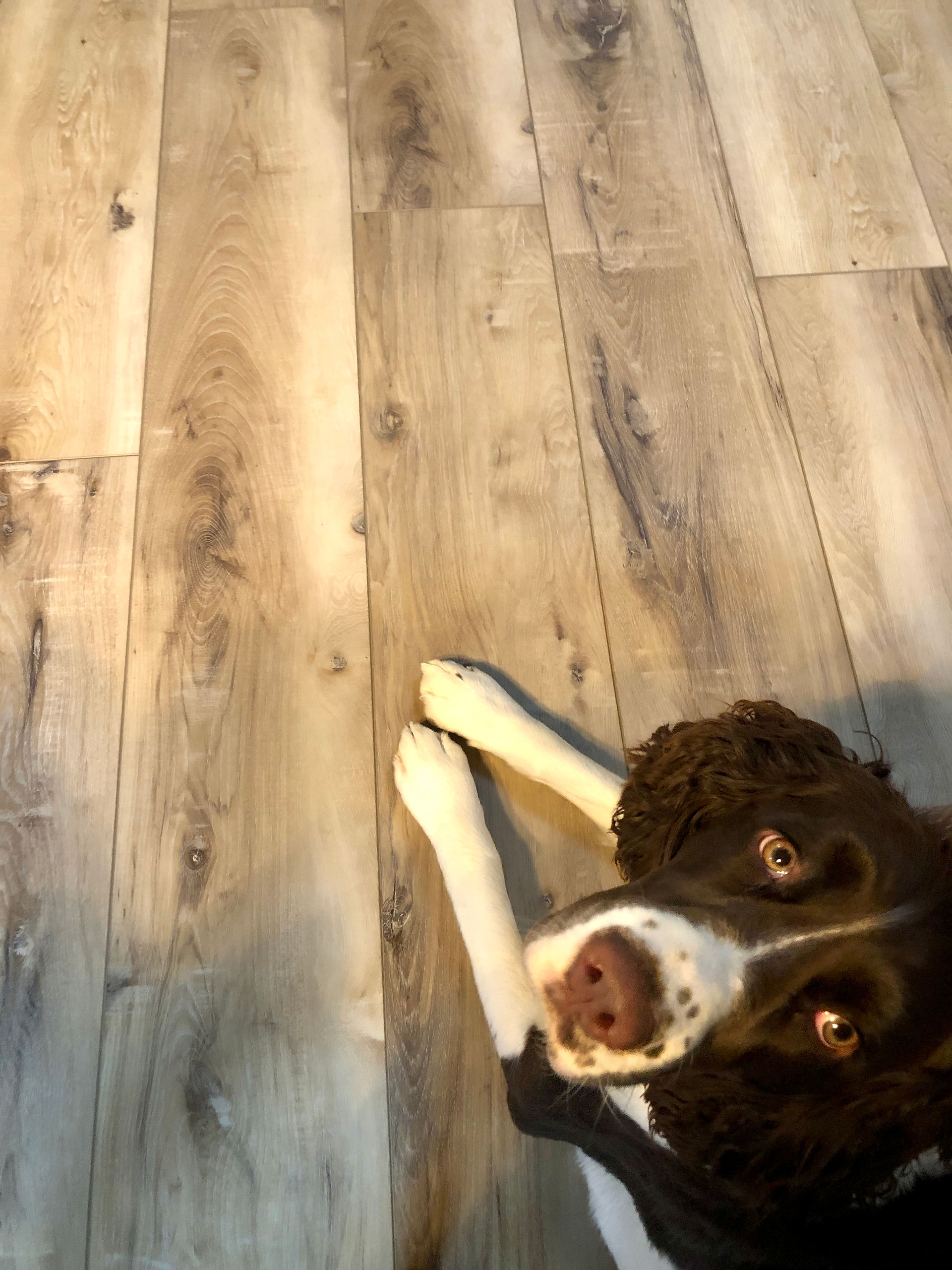 springer spaniel laying on newly installed flooring nucore deerfield hickory in small house lake cottage small living