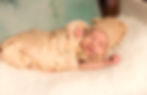 Servizio foto NewBorn Abbiategrasso