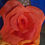 Miniature : MasterClass Fleurs