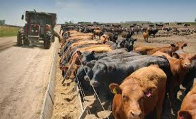 feedlot.jpeg