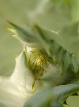 Emergografie, Growing up, Fotografie Natalie Truchsess