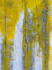 Flechten © Natalie Truchsess