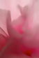 BIFA 2024, Honorable Mention, Nature - Flowers, Series, Non Pro, Fotografie Natalie Truchsess, La Vie En Rose