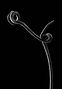 Weinranke, Curling Tendril, BIFA Budapest Photo Awards 2023 Silver in Special / Macro Photograph, Fotografie Natalie Truchsess