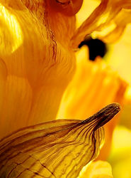 Nature Narzisse Gelb Yellow Fotografie-Natalie-Truchsess